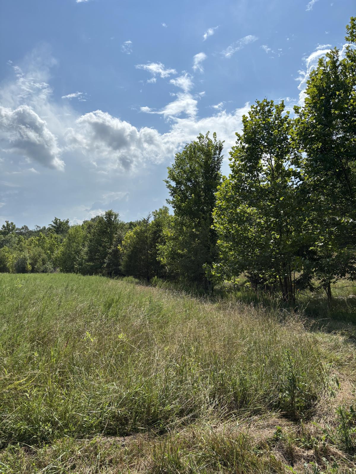 Before forestry mulching — pasture edge overgrown with tall grass and young trees